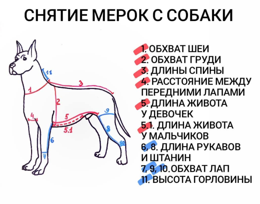 Как определить размер у собаки: снятие мерок, стандартные значения