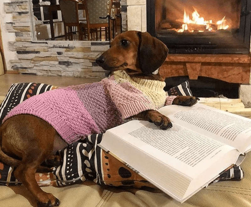 Собака в вязаной одежде